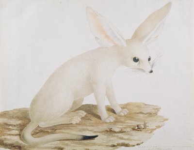 Fennec No. 3 Original de la ilustración en Viajes por Abisinia de James Bruce